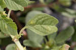 Purple amaranth